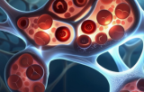 Endothelial primary cells