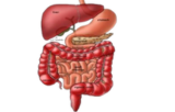 Gastrointestinal cancers