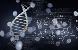 Adapters for the preparation of DNA libraries for Illumina NGS