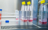 Cell Culture contamination prevention