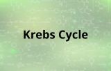 Krebs Cycle Assay Kit