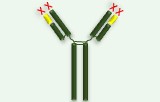 IgY Isotype Control