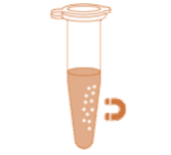 PCR and DNA fragments extraction - Magnetic beads