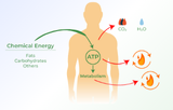 Metabolism assay kits