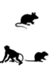 DNA Microrarrays - Other species