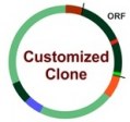 Custom service : Clone modification