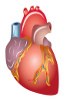 Human cDNA  - Cardiac system