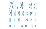 Culture media for cytogenetics