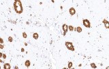 Anti-CD44 CE/IVD for IHC - Hematopathology