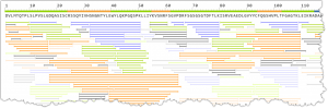 Antibody Protein Sequencing