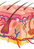 Human Paraffin Tissue Sections - Dermal System