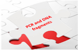 PCR and DNA fragments 