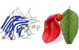 Erythrina cristagalli lectin (ECL/ECA)