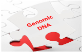 Genomic DNA
