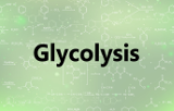 Assay kits - Glycolysis