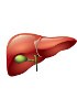 Liver