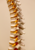 Human cDNA - Spinal cord