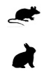 IHC detection kits - Double staining for mouse tissues anti-Mouse and Rabbit IgG