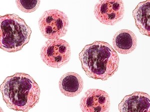 HumInflammation – ThemaPanel®: A Panel for Human Inflammation