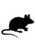 Mouse cDNA