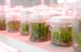 Plant tissue culture