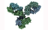 Primary antibodies for immunohistochemistry CE/IVD