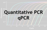 Quantitative PCR - qPCR