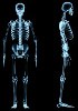 Skeletal system - Human RNA