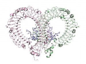 Toll-like Receptors (TLR)