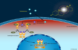 DNA Microrarrays - Human specific pathways