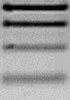 WB validated Antibodies