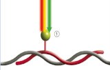 Probes for in situ hybridization