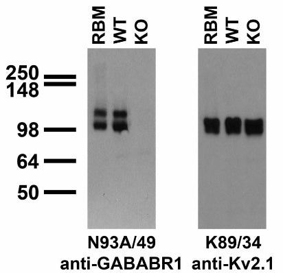 Immunoblot versus crude membranes made from adult rat brain (RBM) or GABABR1 wild-type (WT) or knockout (KO) mice probed with N93A/49 (left) or K89/34 (right) TC supe. Mouse brains courtesy of Martin Gassmann and Bernhard Bettler (University of Basel).