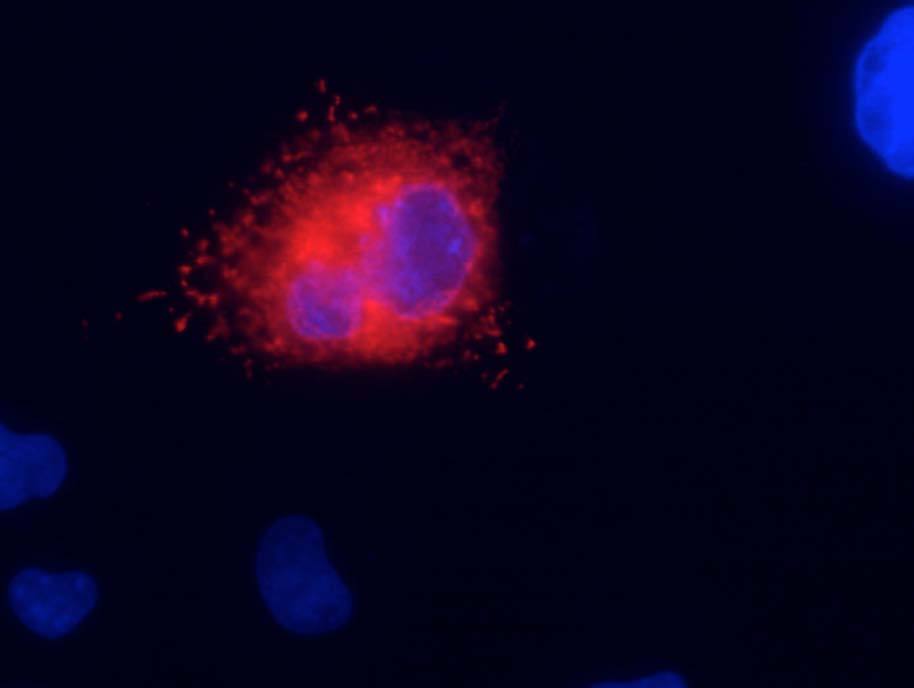 Transfected cell immunofluorescence: COS-1 cells expressing KCNQ1. Red = N37A/10, Blue = Hoechst nuclear stain.