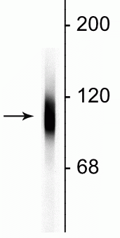 Western blot of HeLa cell lysate showing specific immunolabeling of the ~100 kDa LAMP1 protein. 