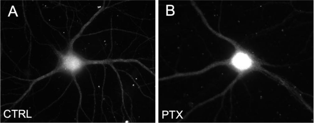 (A-B). Primary hippocampal neurons were stained with MAP2 (cat. 1100-MAP2, 1:1000) as a negative control under basal conditions (CTRL) and with picrotoxin treatment (PTX). Image from publication CC-BY-4.0. PMID: 37654026
