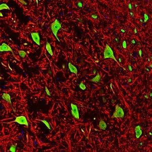 Immunofluorescence of a section of rat brain stem showing colabeled with Anti-MAP2 (cat. 1100-MAP2, red, 1:5000) and Anti-FOX3( cat. 583-FOX3 , green, 1:1000). The Anti-FOX3 specifically labels the nuclei and the proximal cytoplasm of neuronal cells while the Anti-MAP2 labels dendrites and overlaps with FOX3 labeling the perikarya of neurons. The blue is DAPI staining of nuclear DNA.