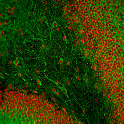 Immunofluorescence of a section of adult rat hippocampus section stained with Anti-MAP2C (cat. 1101-MAP2C, green, 1:5,000) and an anti-FOX2 antibody (red). Following transcardial perfusion of rat with 4% paraformaldehyde, brain was post fixed for 24 hours, cut to 45μM, and free-floating sections were stained with above antibodies. The anti-MAP2C labels all MAP2 protein isotypes expressed in neuronal perikarya and dendrites.