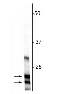 Western blot of rat cortical lysate showing specific immunolabeling of the ~18 kDa and ~22 kDa MBP protein.