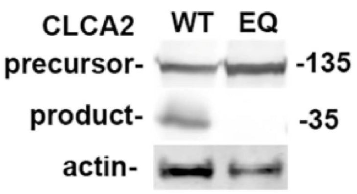 Immunoblot of wildtype (WT) and E165Q (EQ) cell lines used in the analysis. Blot: anti-Flag and anti-actin (cat. 125-ACT) antibodies. Ix