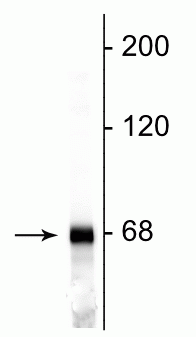 Western blot of rat cortical lysate showing specific immunolabeling of the ~68 kDa NF-L protein.