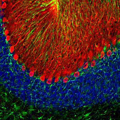 Immunofluorescence of a section of rat cerebellum labeled with anti-GFAP (cat. 620-GFAP, 1:5000,green), colabeled with anti-calbindin ( cat. 302-CALB , 1:2,000, red), and DAPI staining of nuclear DNA. The anti-calbindin prominently labels the dendrites and perikarya of Purkinje cells in the molecular layer of the cerebellum. The anti-GFAP labels the processes of Bergmann glia in the molecular layer and the astroglia in the granular and white layers of the cerebellum.