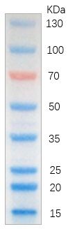Fig. Image is from a 15% Tris-glycine gel (SDS-PAGE) transferred to membrane using Abbkine Colorcode Prestained Protein Marker (15-130 kDa). Loading volume: 5ul.