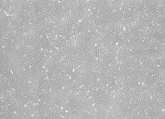 Strain C57BL/6 Mouse Mesenchymal Stem Cells MUBMX-01001