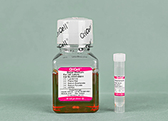 Rat Neural Stem Cell Complete Medium (Serum-free)