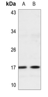 Western blot analysis of Histone H3 (MonoMethyl-K56) expression in HEK293T (A), U2OS (B) whole cell lysates. (Predicted band size: 15 kD; Observed band size: 17 kD)