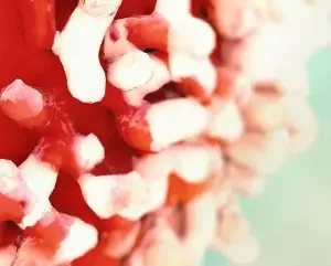 Cell Based Assays