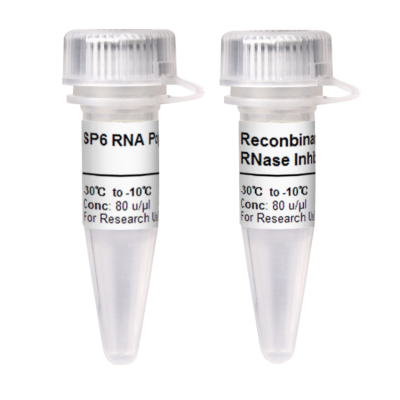 SP6 RNase 3