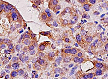 ACE staining in rat pancreas. Formalin-fixed paraffin-embedded rat pancreas tissue is stained with ACE Antibody (Cat. No. 250450) used at a 1:200 dilution.