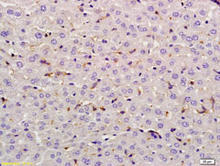 Lysozyme staining in rat liver. Paraffin-embedded rat liver tissue is stained with Lysozyme Antibody (Cat. No. 251109) used at 1:200 dilution. 